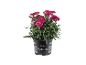 Pianta di garofano con fiori fucsia in un vaso nero con l'etichetta 'Dianthus'.