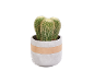 Cactus in vaso di cemento con fascia in pelle