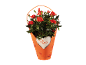 Rosa in vaso con fiori rossi in confezione arancione con cuore che recita 'Rosa'.