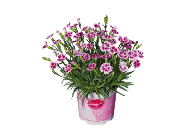 Dianthus Pink Kisses  in offerta da Lidl