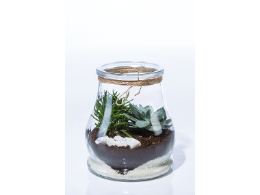 Succulente  in offerta da Lidl