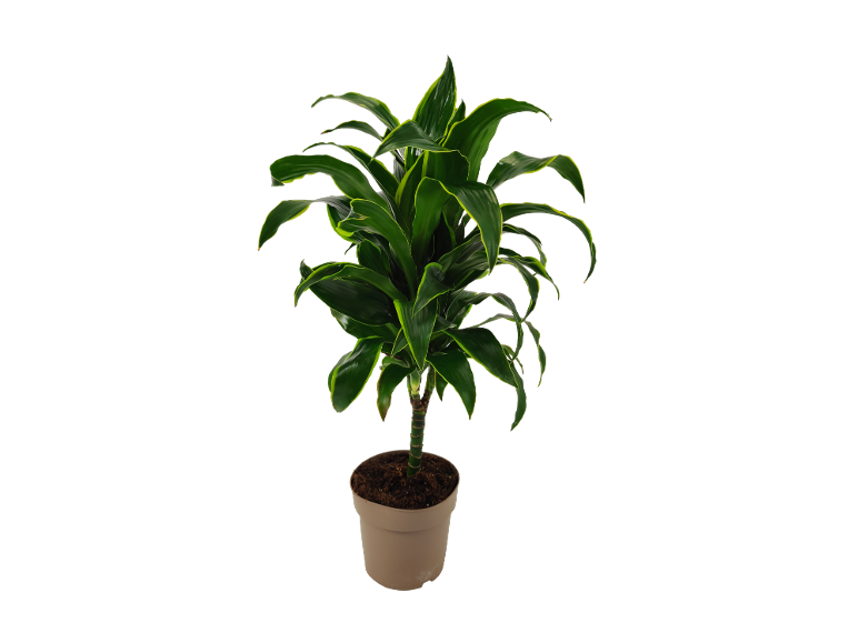 Dracena con foglie verdi e gialle in vaso marrone