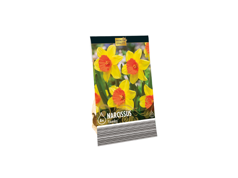 Confezione da 8 bulbi di narciso 'Loveday' di qualità premium, con fiori gialli e centro arancione.