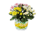 Crisantemi in vaso con fiori rosa, gialli e bianchi, con testo 'Festival Colours'.