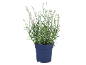 Pianta di lavanda bianca in vaso blu