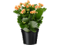 Pianta in vaso con fiori arancioni in un vaso nero