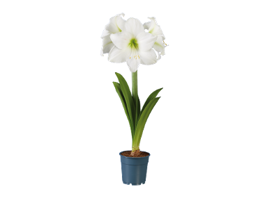Amaryllis