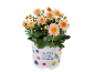 Crisantemo con fiori arancioni in vaso bianco con testo 'SEASONAL COLOURS CHRYSANTHEMUM'.