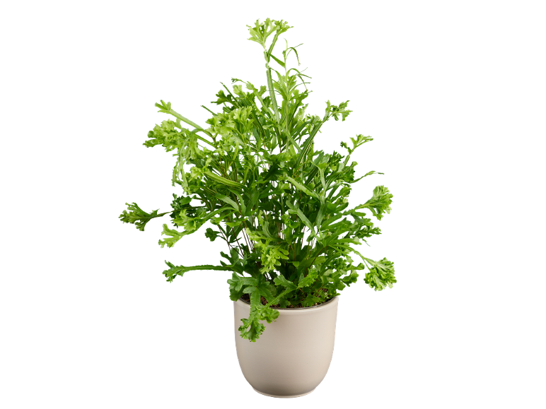 Pianta verde in vaso beige su sfondo nero.