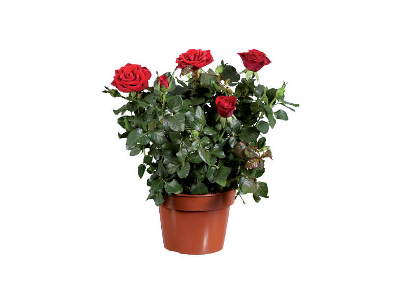 Rosa in vaso con fiori rossi vivaci e foglie verdi lussureggianti.