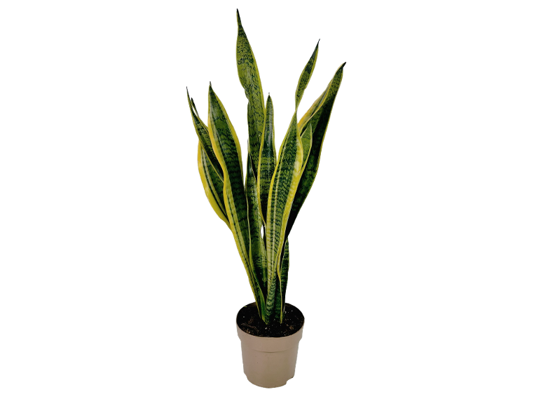 Pianta di sansevieria con foglie verdi e gialle in un vaso color crema.