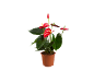 Pianta di anthurium rosso in vaso marrone