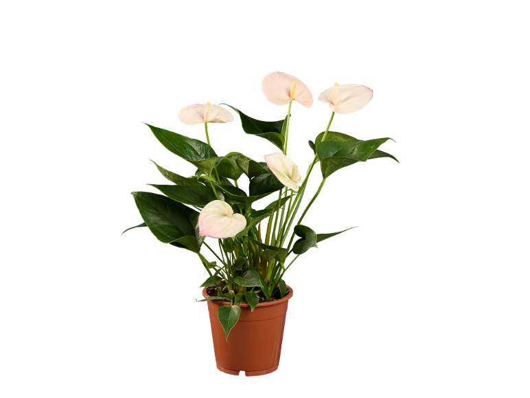 Pianta di anthurium con fiori bianchi e foglie verdi in un vaso marrone.
