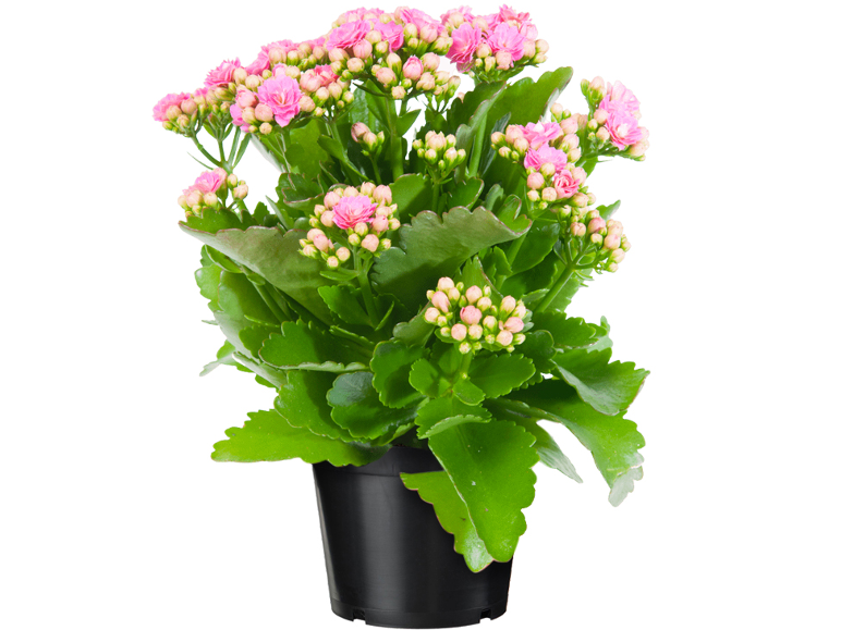 Pianta in vaso con fiori rosa e foglie verdi.