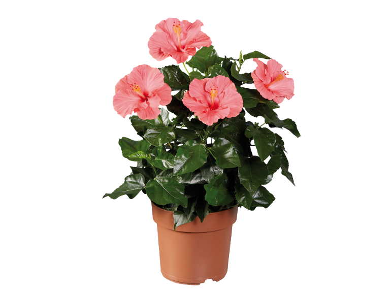 Ibisco rosa in vaso di terracotta con foglie verdi lucide.