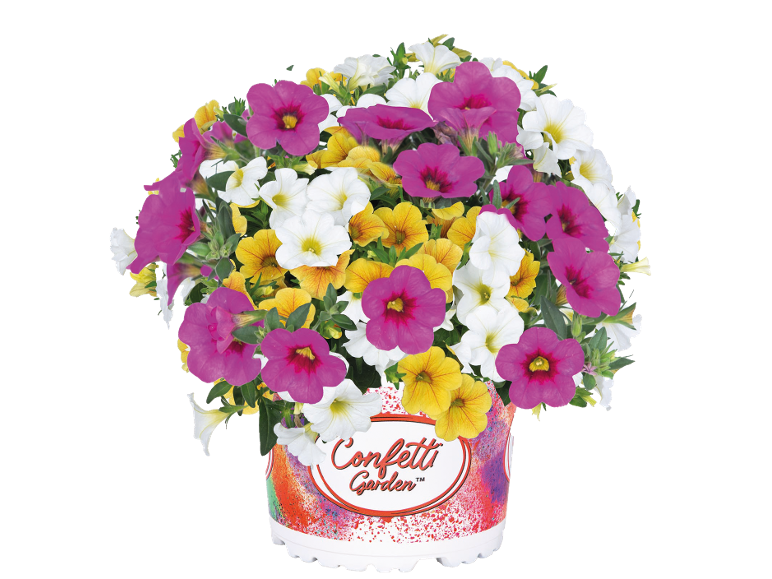 Vaso con fiori colorati, con petunie bianche, gialle e magenta, con il testo 'Confetti Garden'.