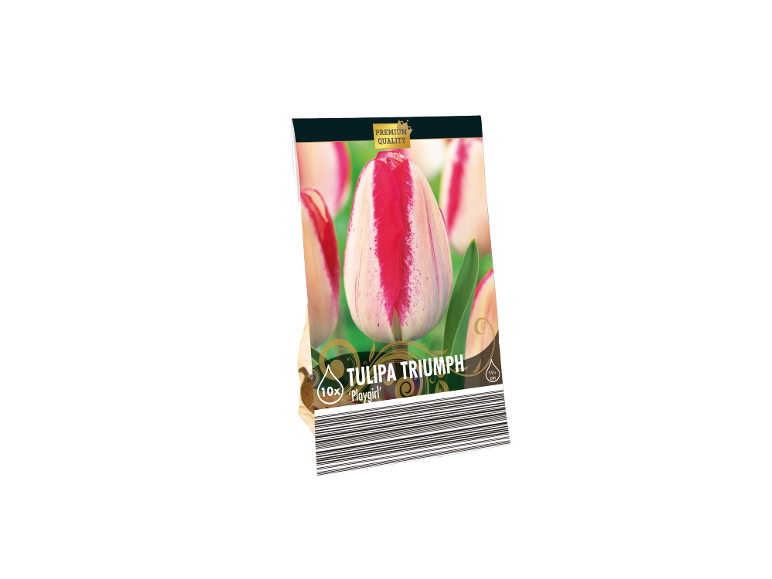 Confezione di bulbi di tulipano Triumph 'Playgirl' con fiori bianchi e rossi, con indicazione di qualità premium.