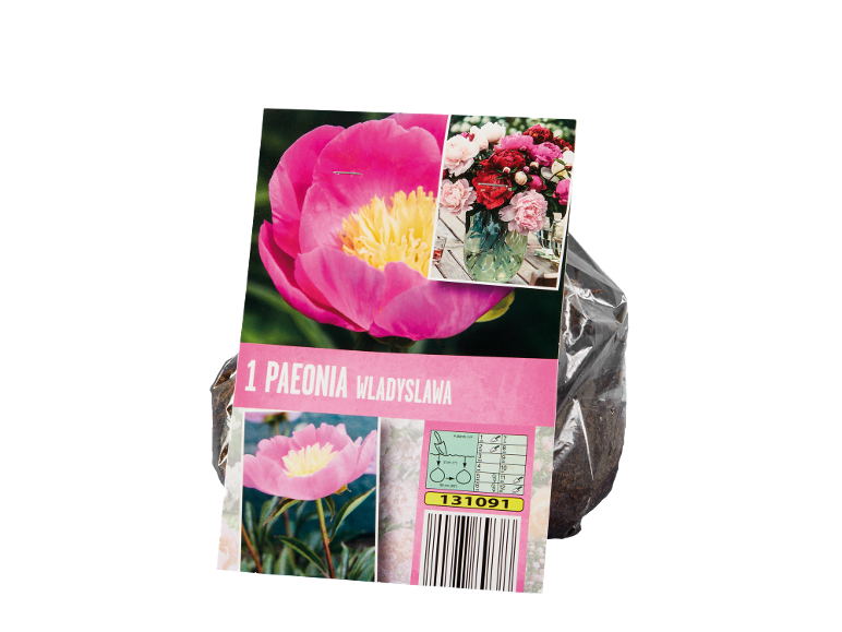 Confezione di semi di peonia con immagine di un fiore rosa e istruzioni per la semina.