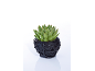 Pianta succulenta verde in un vaso nero con design a cesto.