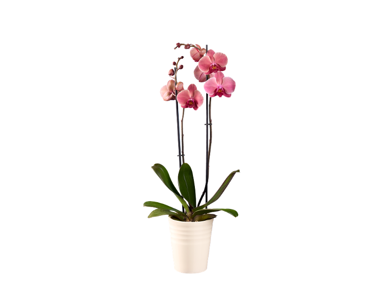 Pianta di orchidea rosa in vaso bianco su sfondo nero.