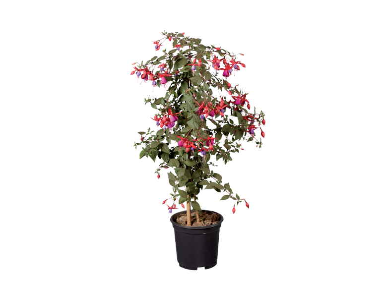 Pianta di fucsia in vaso con fiori rossi e viola su sfondo nero.