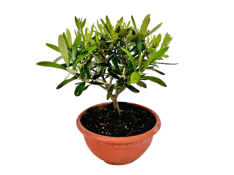Piccolo ulivo in vaso di terracotta con foglie verdi e boccioli di fiori.