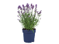 Pianta di lavanda fiorita in un vaso blu.