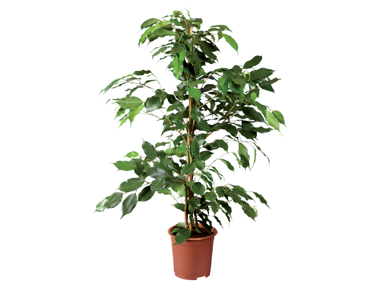 Pianta verde in vaso con foglie sottili e steli multipli su sfondo nero.