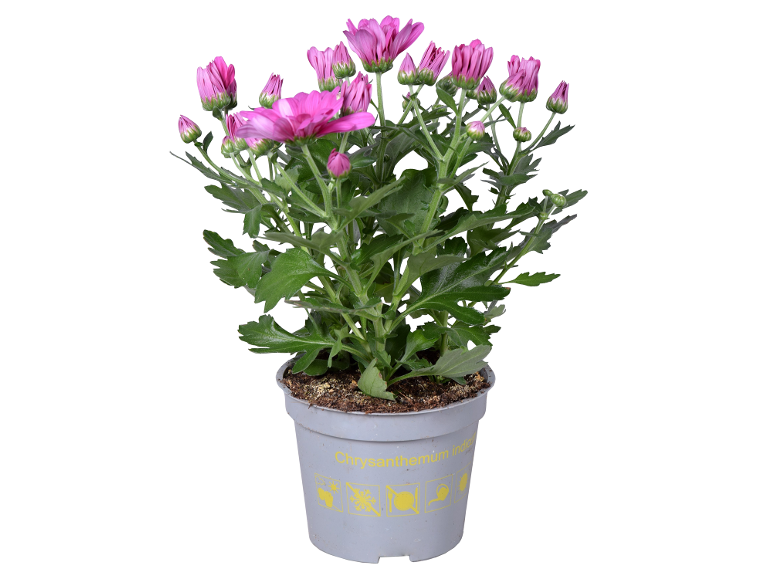 Pianta di crisantemo rosa in vaso con boccioli e fiori aperti, etichettata 'Chrysanthemum indicum'