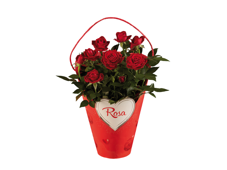 Rose rosse in un cesto rosso con un cuore che dice 'Rosa'.