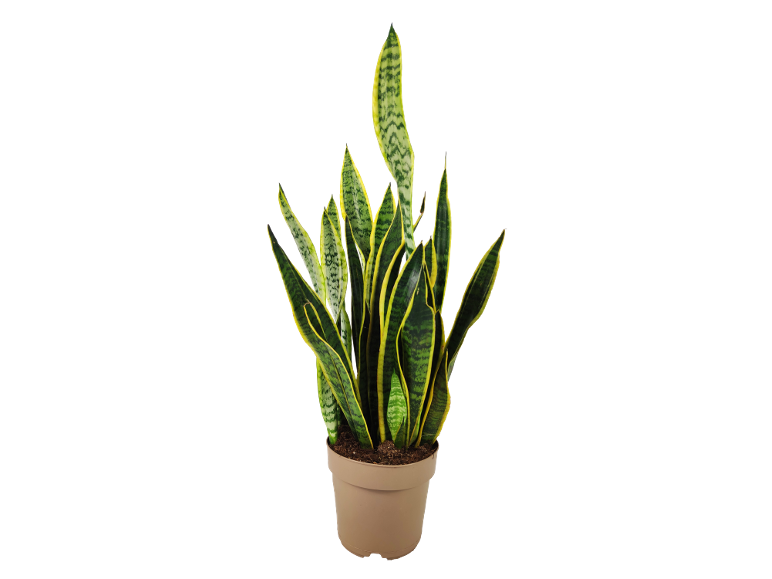 Sanseveria