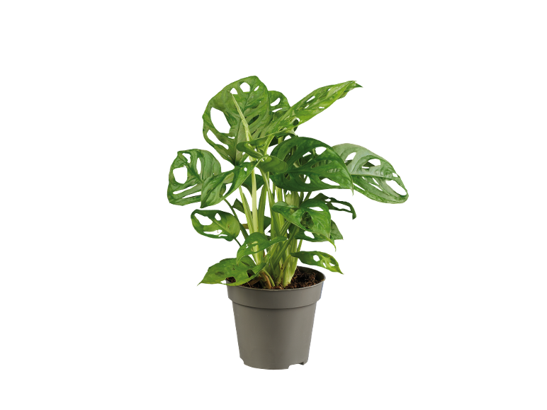 Pianta Monstera Adansonii in vaso grigio