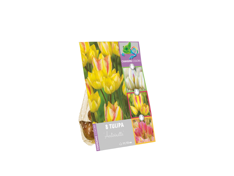 Confezione da 8 bulbi di tulipano 'Antoinette' con fiori gialli che cambiano colore.