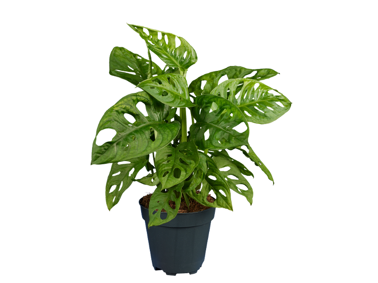 Pianta Monstera Adansonii in vaso nero su sfondo nero.