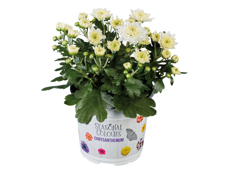 Crisantemo bianco in vaso con testo 'Seasonal Colours' e decorazioni di farfalle/fiori.