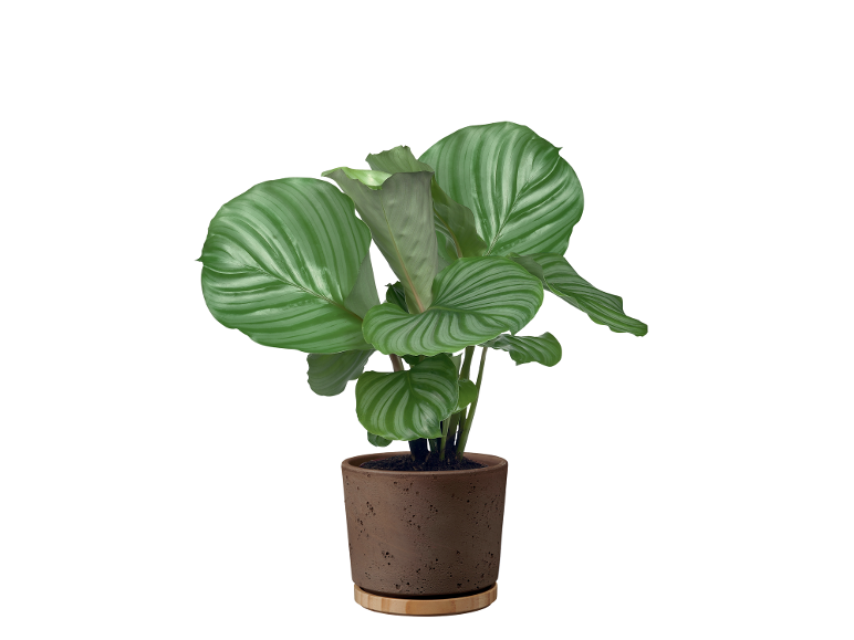 Pianta da interno con foglie verdi a strisce in un vaso di terracotta marrone.
