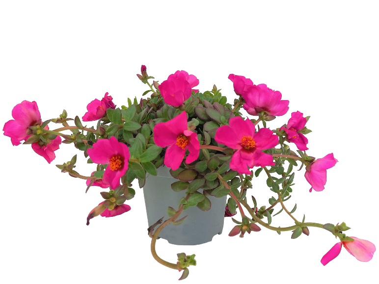 Portulaca  in offerta da Lidl