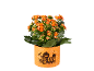 Pianta di kalanchoe arancione in vaso di Halloween con testo 'Happy Halloween'.