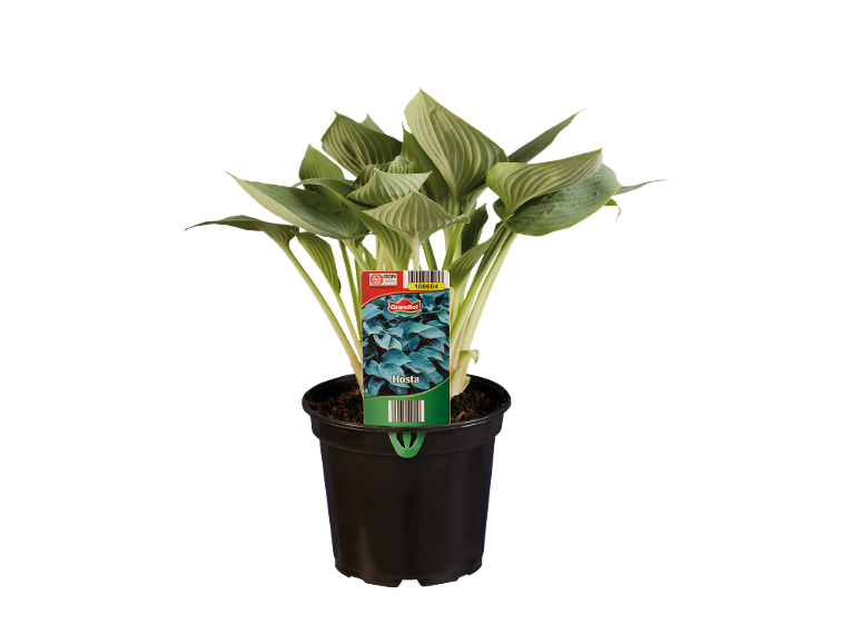 Pianta Hosta in vaso nero con etichetta prodotto verde e rossa.