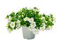 Pianta in vaso con fiori bianchi e foglie verdi.