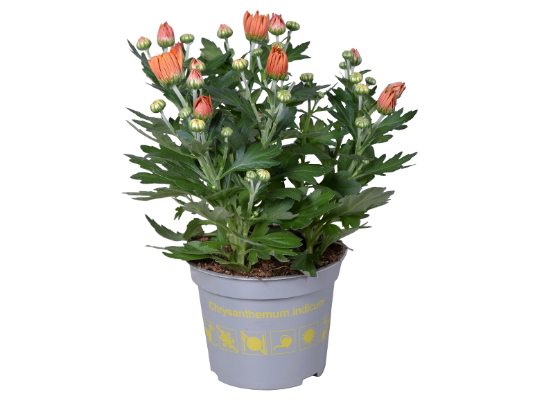 Pianta di Chrysanthemum indicum in vaso con boccioli di fiori arancioni e foglie verdi