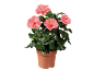 Ibisco rosa in vaso di terracotta con foglie verdi lucide.