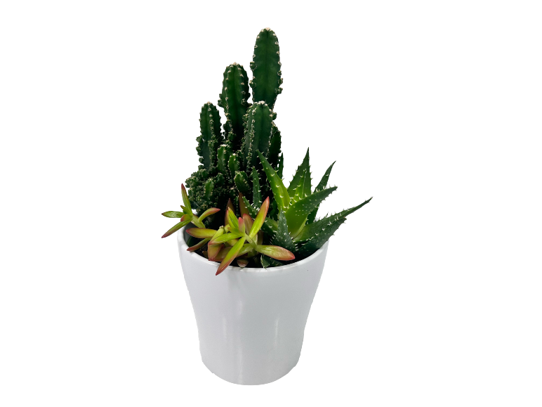 Pianta succulenta assortita in vaso bianco, con cactus e aloe.