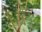 Mano guantata che taglia un ramo d'albero con una sega da giardino su sfondo verde sfocato.