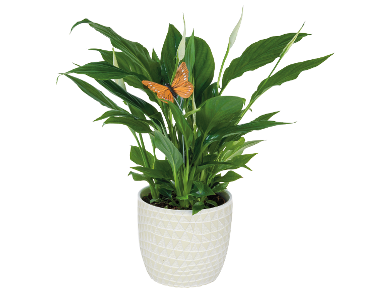 Pianta di spatifillo in vaso bianco con farfalla decorativa arancione.