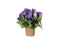 Pianta in vaso con fiori di lisianthus viola e foglie verdi.