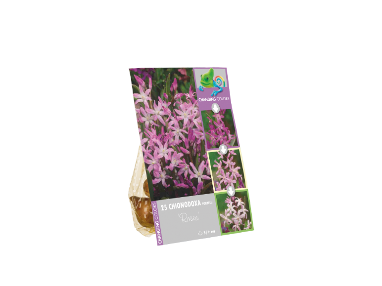Confezione da 25 bulbi di fiori Chionodoxa Forbesii 'Rosea' con 'Changing Colors'.