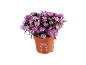 Pianta di aster novi-belgii in vaso arancione con fiori viola e foglie verdi.