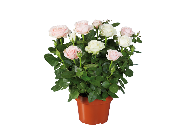 Rose in miniatura con fiori rosa e bianchi in un vaso di terracotta.