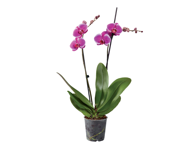 Orchidea fucsia in vaso trasparente con foglie verdi e boccioli.